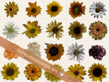 Sunflower photo overlays - yellow - photography tools